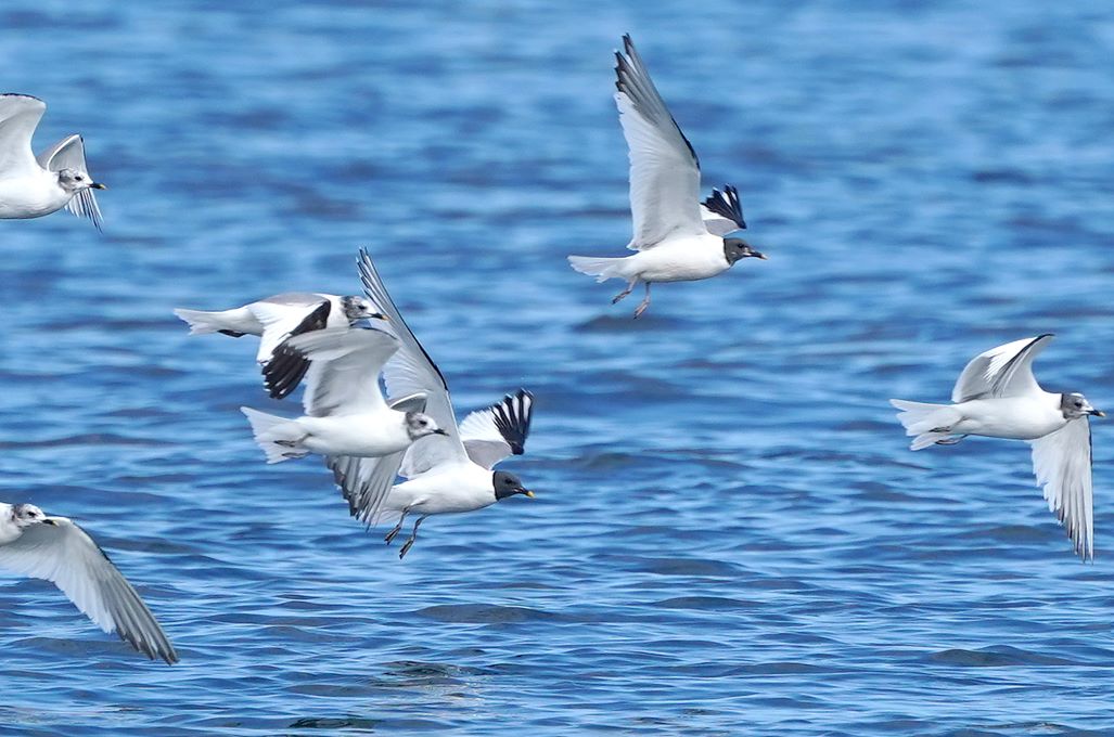 Mouettes de Sabine en vol